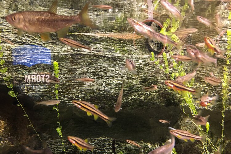 An aquarium at the Watershed Stewardship Center.