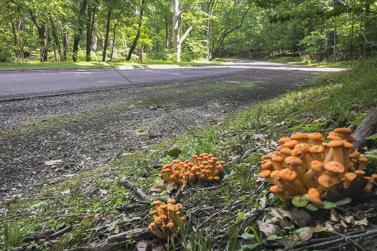 <span class="content-image-text">Mushrooms dot the all purpose trail in Garfield Park Reservation.</span>