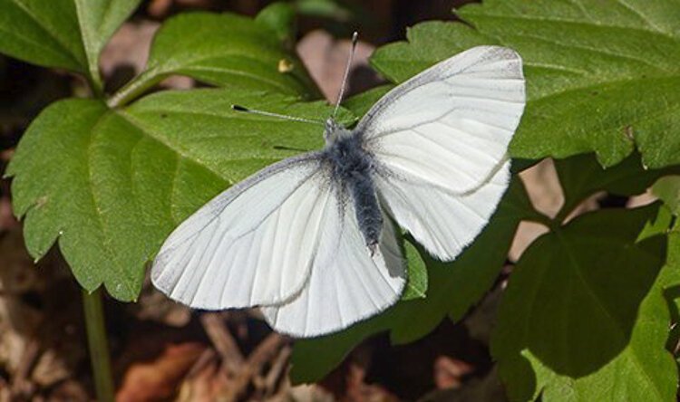 <span class="content-image-text">The West Virginia White butterfly</span>