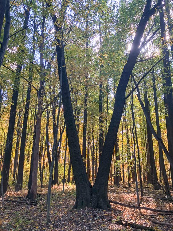 <span class="content-image-text">Western Reserve Land Conservancy and the Cleveland Museum of Natural History have permanently conserved 29 acres of land adjacent to Kingsville Swamp in Ashtabula County.</span>