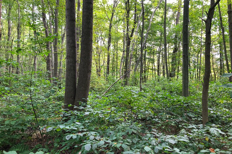 Western Reserve Land Conservancy and the Cleveland Museum of Natural History have permanently conserved 29 acres of land adjacent to Kingsville Swamp in Ashtabula County.