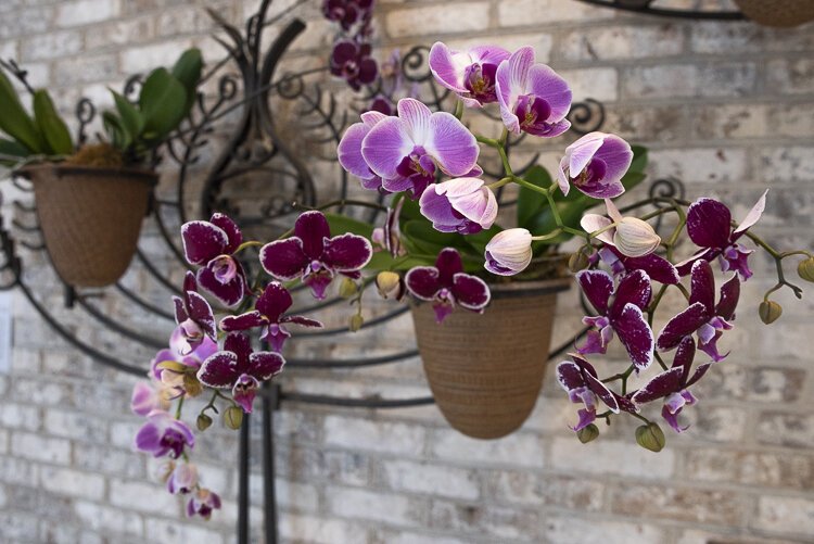 orchids_forever_111.jpg