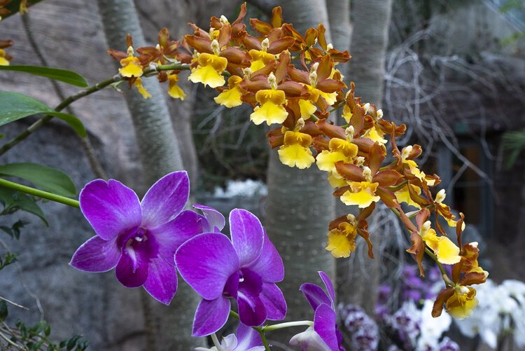 orchids_forever_286.jpg