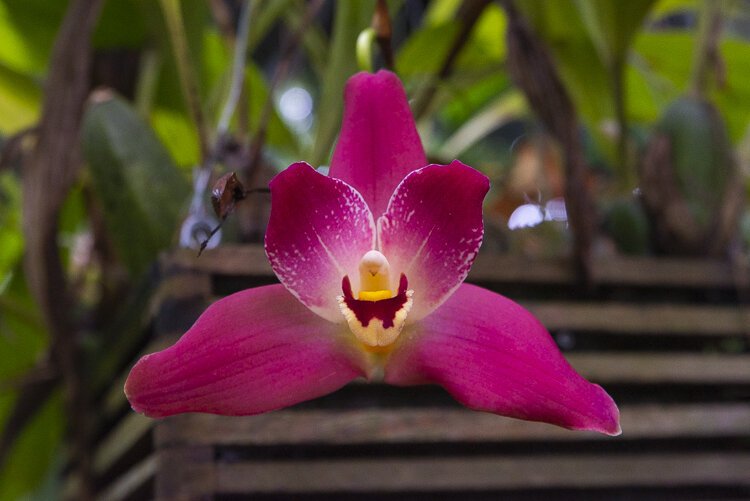 orchids_forever_308.jpg