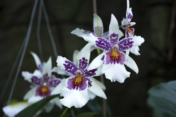 orchids_forever_415.jpg