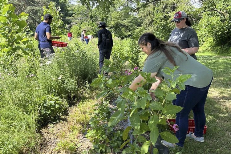 There are up to 71 enrollments in the Local Lessons For Growing Minds online curriculum.