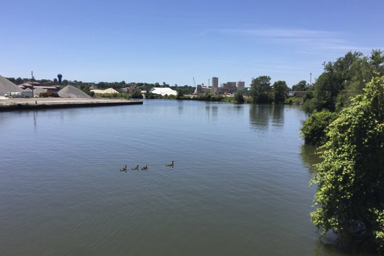A family of geese explore the Old River on Father's day 2022.
