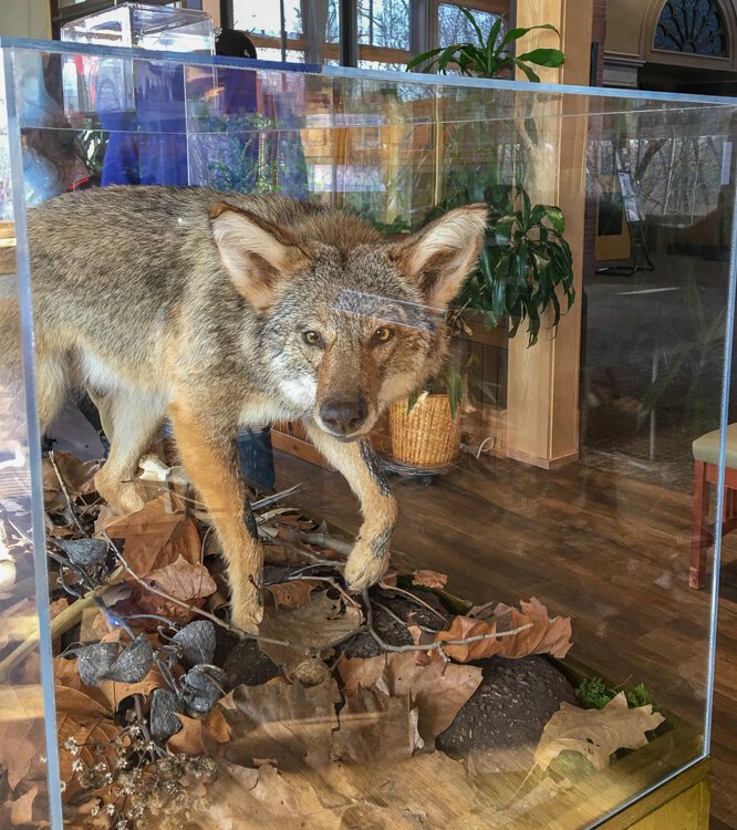An eastern coyote frozen at the ready inside CanalWay Center.