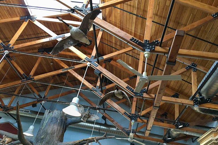 Canada Geese and a great horned owl challenge the airspace inside CanalWay Center.