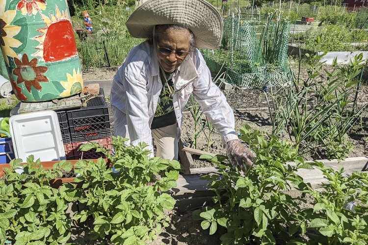 <span class="content-image-text">Gladys Walcott, former East Cleveland councilwoman, raises produce in an old parking lot of the Coit Road Farmers Market</span>