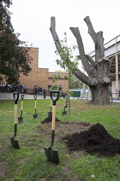The new sapling planted next to the original Jesse Owens tree planted 86 years ago