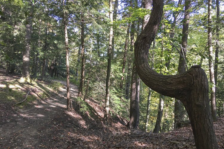 <span class="content-image-text">Just a simple tree or sinister sign post? Only the Blair Witch knows for sure</span>