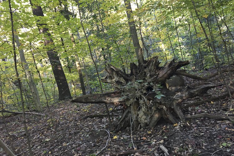 Don't get to close ... it might grab you!