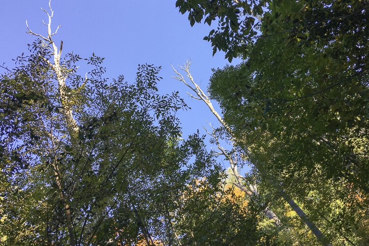The October sky, as seen in the North Chagrin Reservation