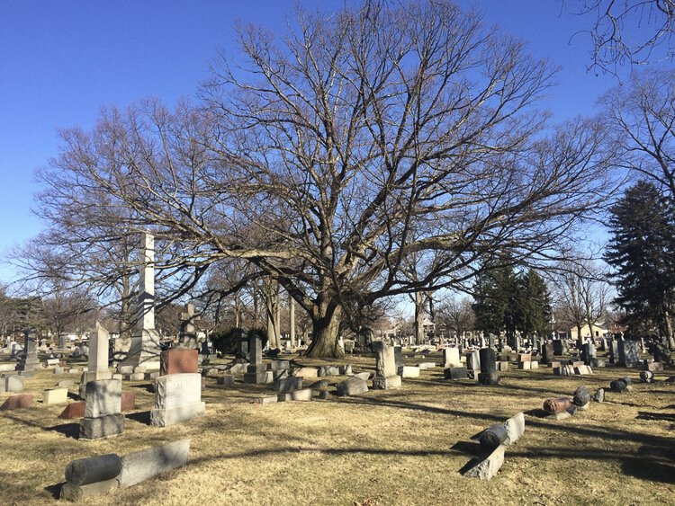 <span class="content-image-text">This Moses Cleaveland Tree, white oak, grows in Lutheran Cemetery on Pearl Rod in Old Brooklyn.</span>