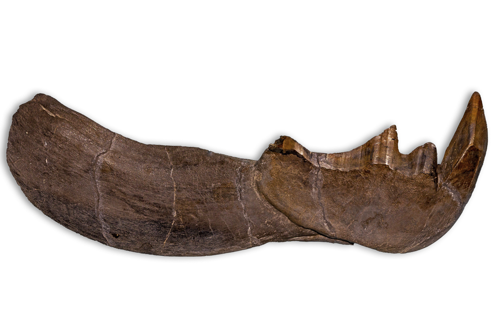 Dunkleosteus terrelli jawbone