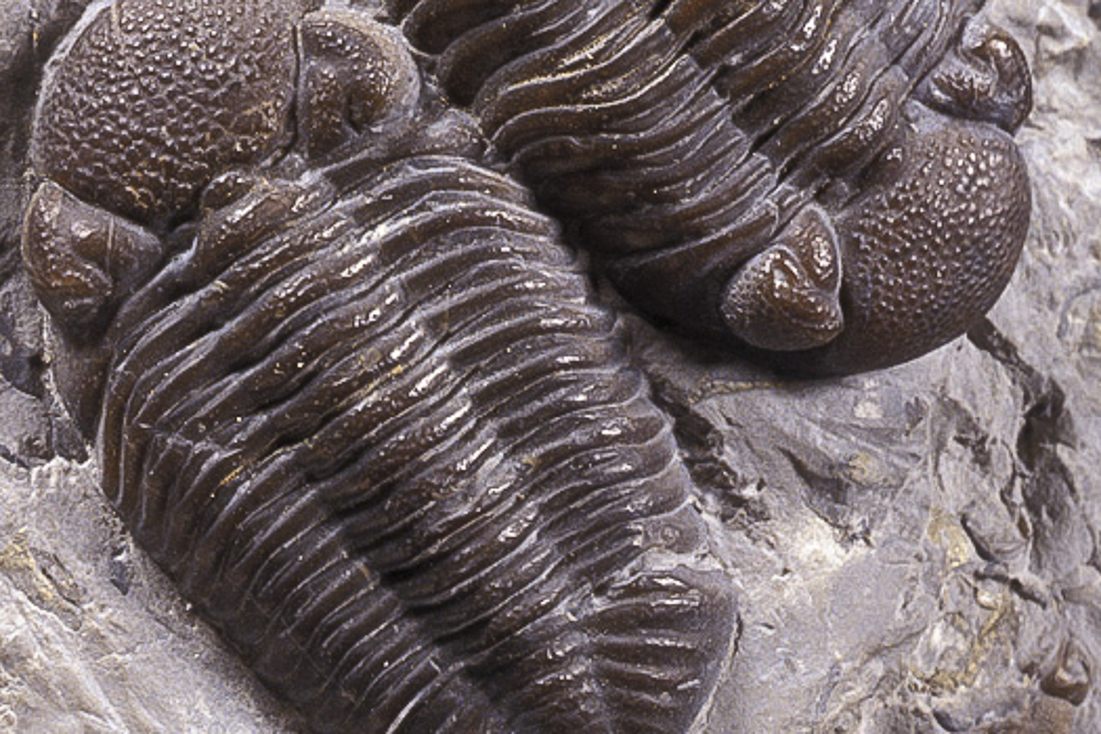 Phacops rana milleri fossils at the Cleveland Museum of Natural History