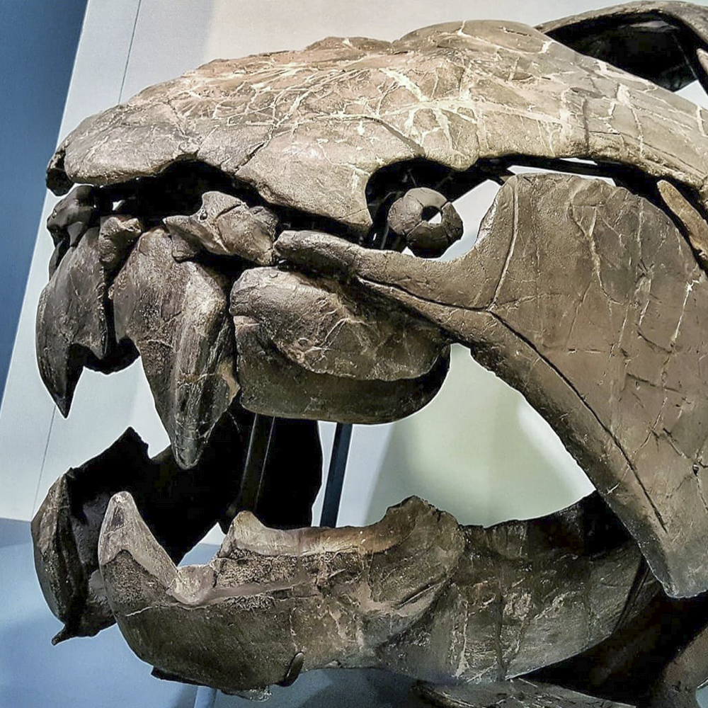 A Dunkleosteus terrelli skull on view at the Cleveland Museum of Natural History