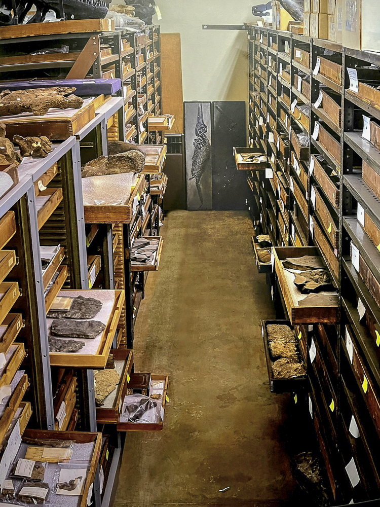 Paleo fossil drawers at Cleveland Museum of Natural History