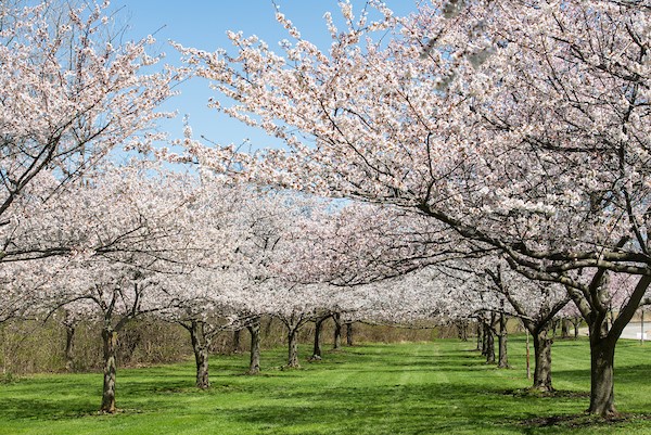 Spring is in full bloom at the Cleveland Metroparks