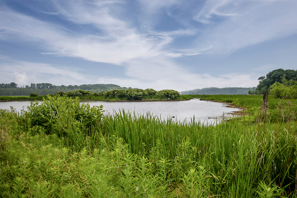 Mentor Marsh