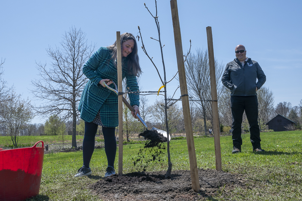 Learn the basics of tree planting at Holden Arboretum