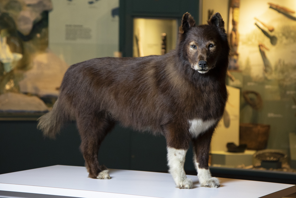 Balto display at the Cleveland Museum of Natural History