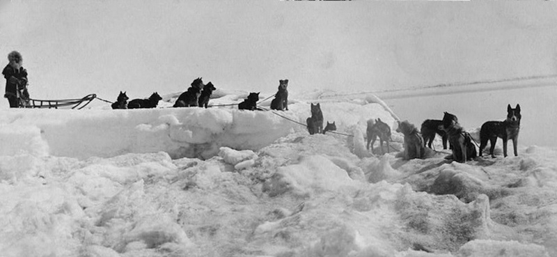 Gunnar Kaasan - led by Balto - completed the final stretch of the relay race to save Nome