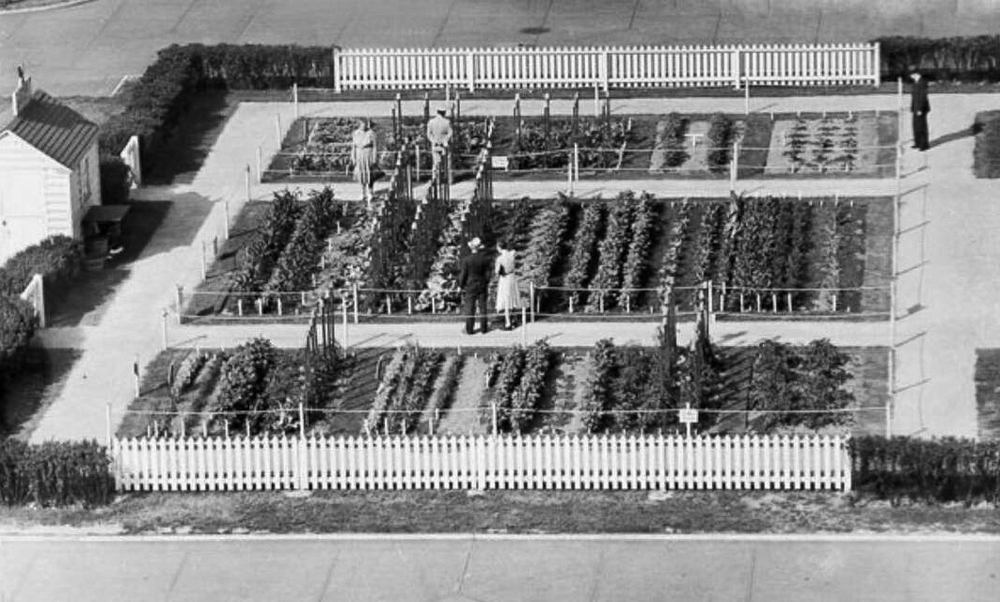 Visitors inspect the victory garden crops in the summer of 1944
