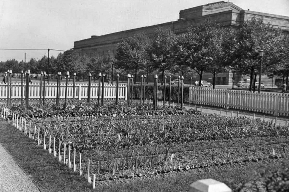 Mall Victory Garden showing rows of vegetable crops