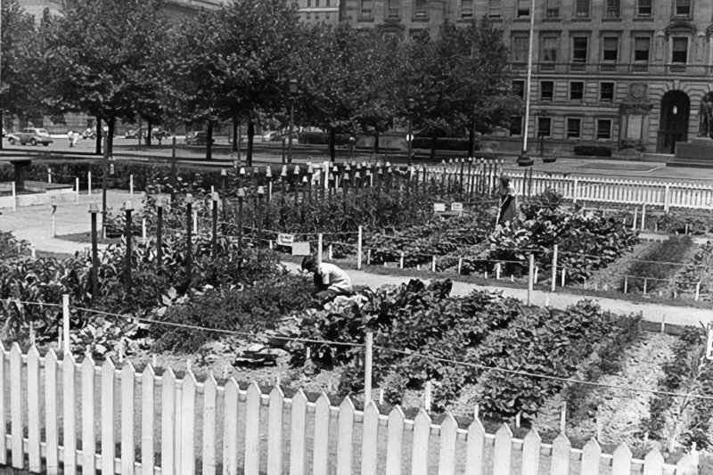 Two women tend to the vegetable crop at the downtown Cleveland, Ohio mall victory garden, July, 1945