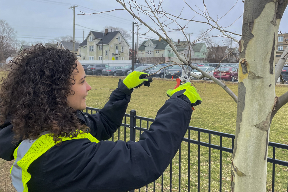 Sherwick Tree Stewards Program pruning Lab