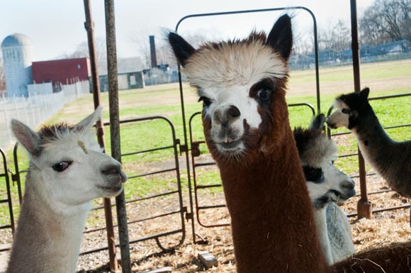 vintage_alpacas_001.jpg