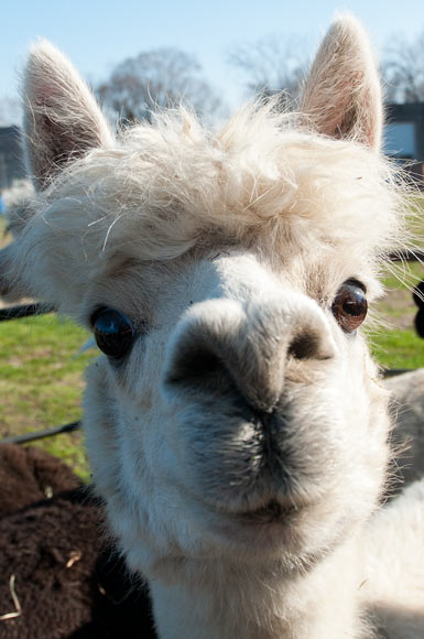 vintage_alpacas_098.jpg