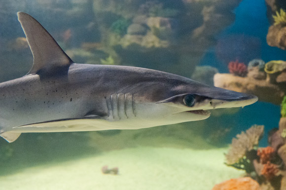 Greater Cleveland Aquarium Shark Tank