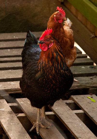 kious_home_chickens_062.jpg
