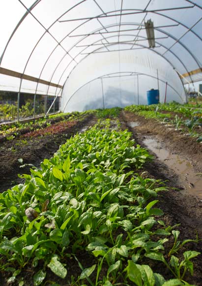 Central Roots Farm Hoop House