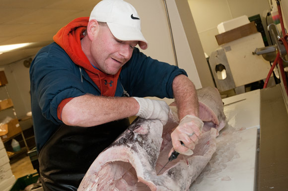 Slicing up a large swordfish