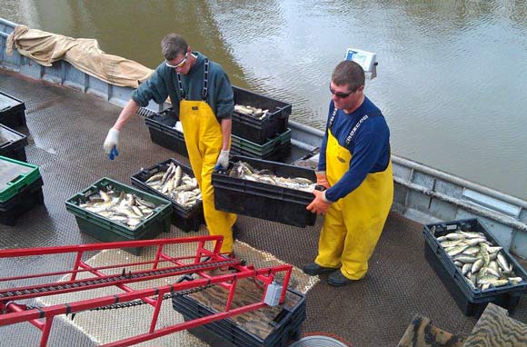 Loading in some fresh summertime perch