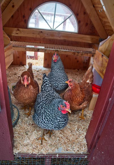 trattner_chickens_117.jpg