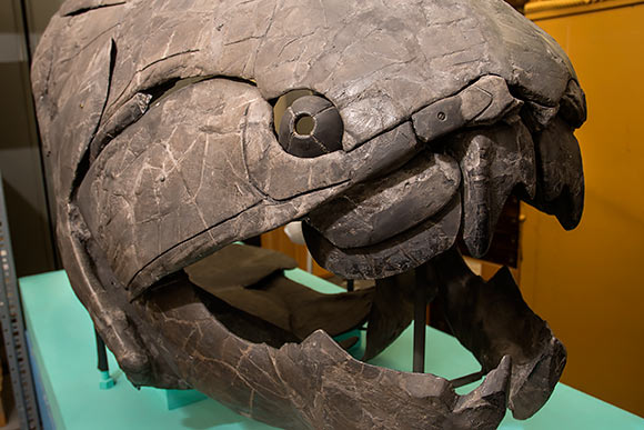 Dunkleosteous Terrelli Fossil