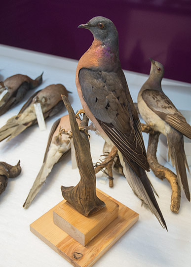 Passenger Pigeon Mounts