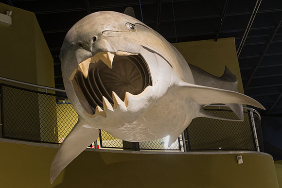 Dunkleosteous Terrelli as it looked  when alive