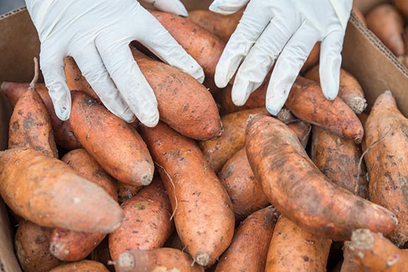 Weekly fresh produce distribution at The May Dugan Center