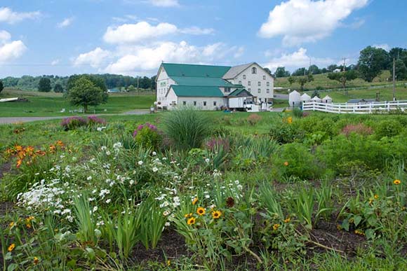 Fresh Fork Market produce supplier Wholesome Valley Farm
