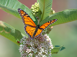 <span class="content-image-text">Monarch at Whiskey Island</span>