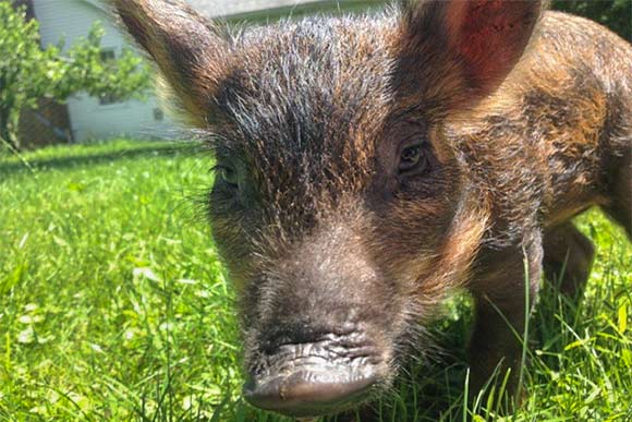 On of the American Mulefoot piglets that Lucky Penny Farm uses to dispose the whey used in cheese making