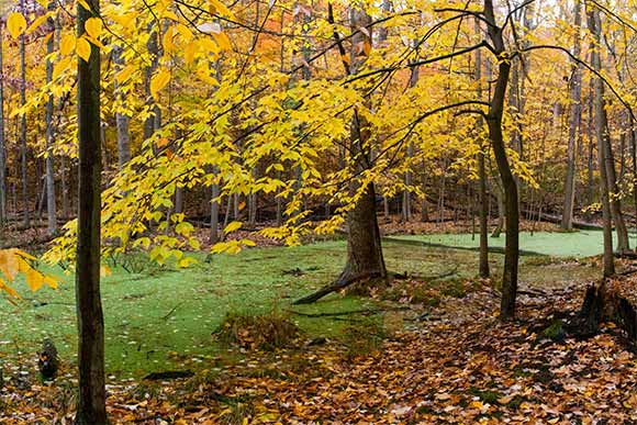 Wetlands trap water, filter out impurities and slowly release it into streams and groundwater supplies