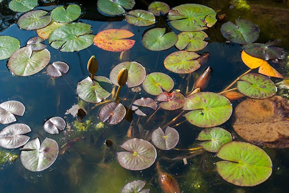A pond gurgles under a delicate web of water lilies at the Watershed Stewardship Center