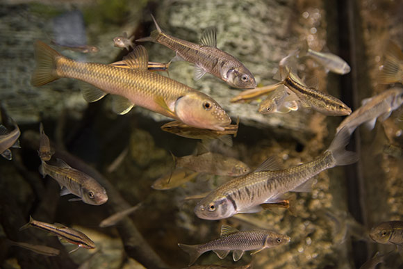 The Watershed Stewardship Center